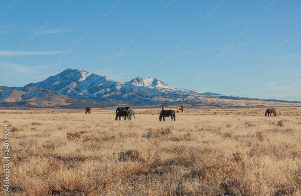 Fototapeta premium Dzikie konie w zimie na pustyni Utah
