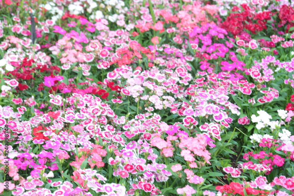 pink flowers in the garden