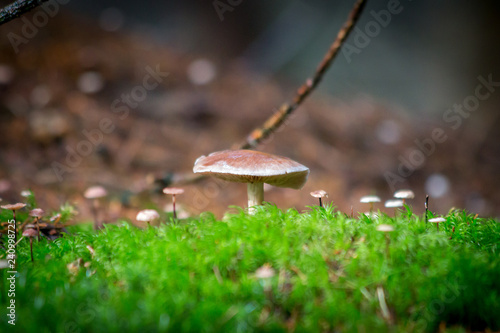 mushroom family!