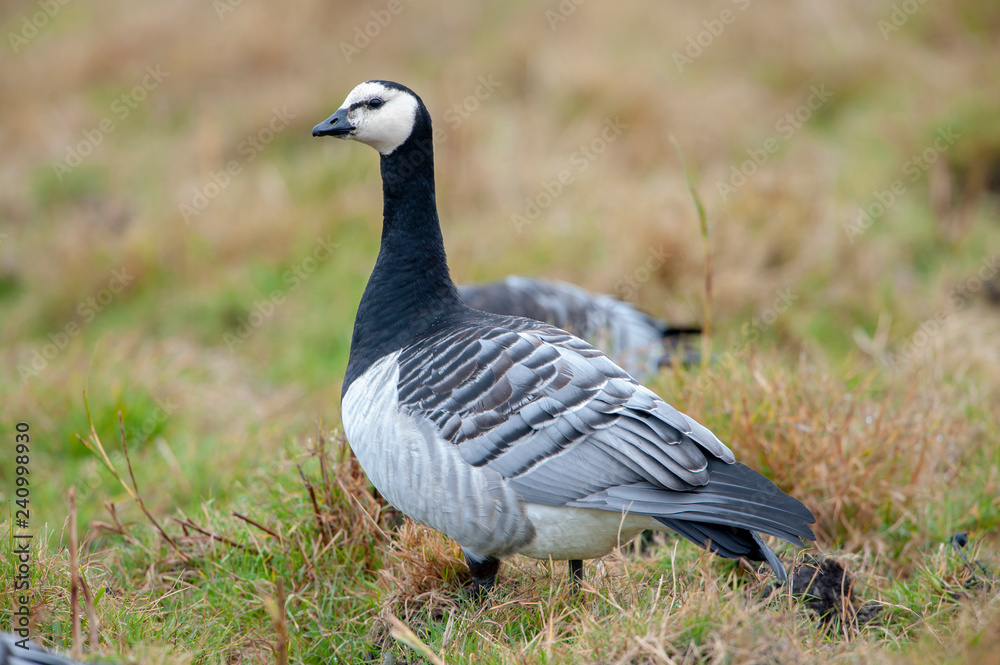 goose on green grass goose on green grass