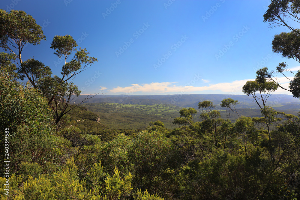 Eukalyptus in den Blue Mountains - Australien