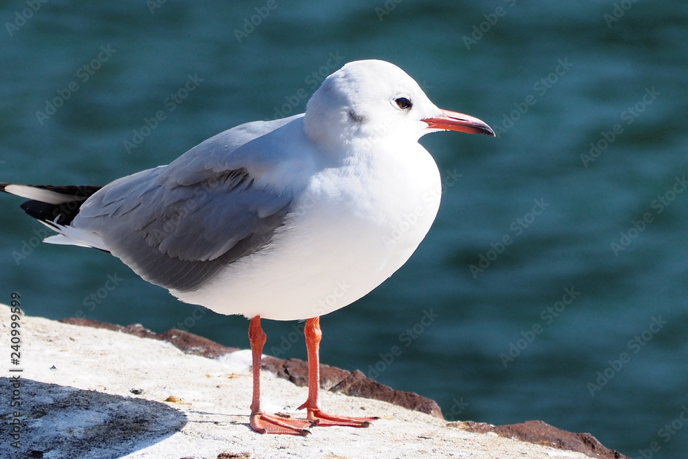 Fototapeta premium 海を見る