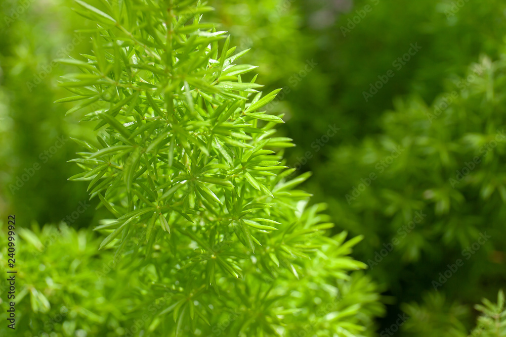 Small green leaves, Young leaves plants growing in the garden, Abstract green nature background, Close-up.