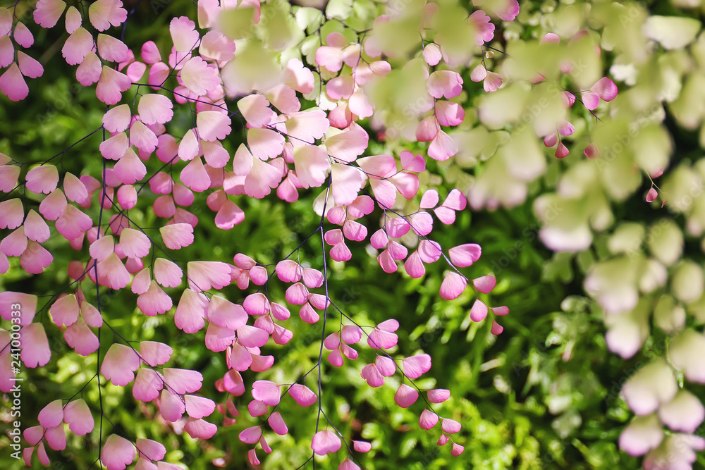 Tree vivid pink color of leaves like sakura color with sunlight behind. Beauty of the nature background. Tree vivid pink color of leaves like sakura color with sunlight behind. Beauty of the nature background.