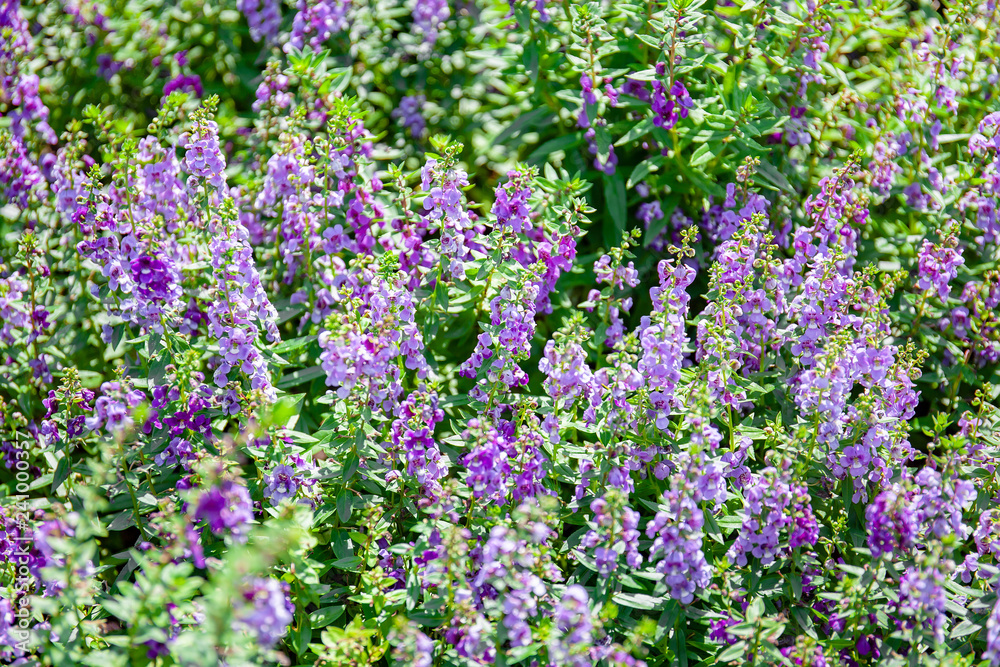Selective focus at center a group of purple color flower blooming with some blurry foreground and background. Selective focus at center a group of purple color flower blooming with some blurry foreground and background.