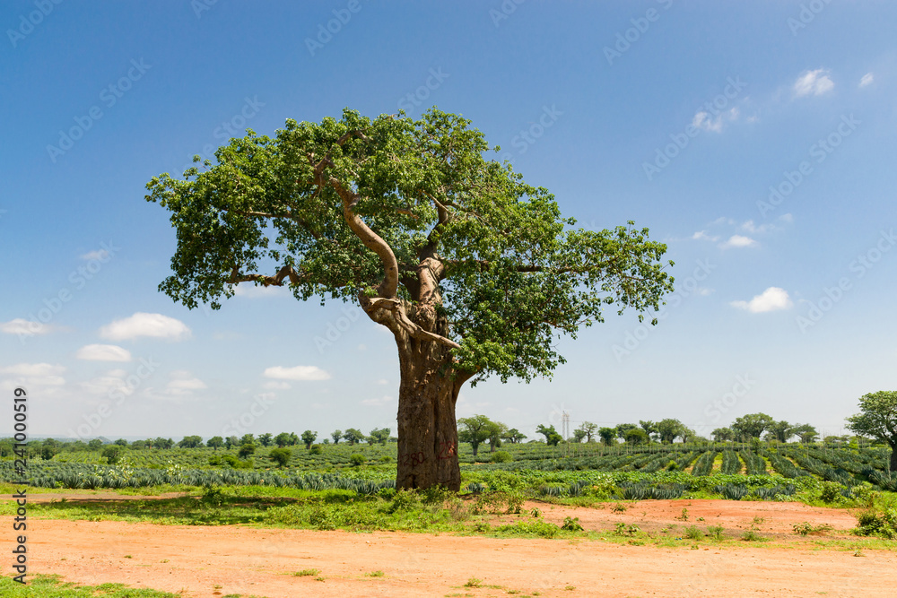 Fototapeta premium A field of Sisal plants ( Agave sisalana ) growing with Baobab trees ( Adansonia digitata ) dotting the landscape on a sunny day, Kenya