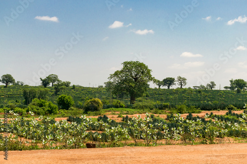 A field of Sisal plants ( Agave sisalana ) growing with Baobab trees ( Adansonia digitata ) dotting the landscape on a sunny day, Kenya photo