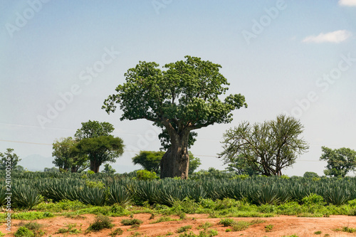 A field of Sisal plants ( Agave sisalana ) growing with Baobab trees ( Adansonia digitata ) dotting the landscape on a sunny day, Kenya
