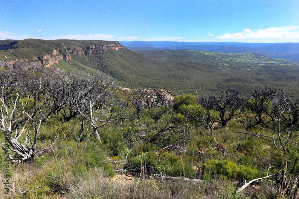 Naklejka premium Blue Mountains - Australien II