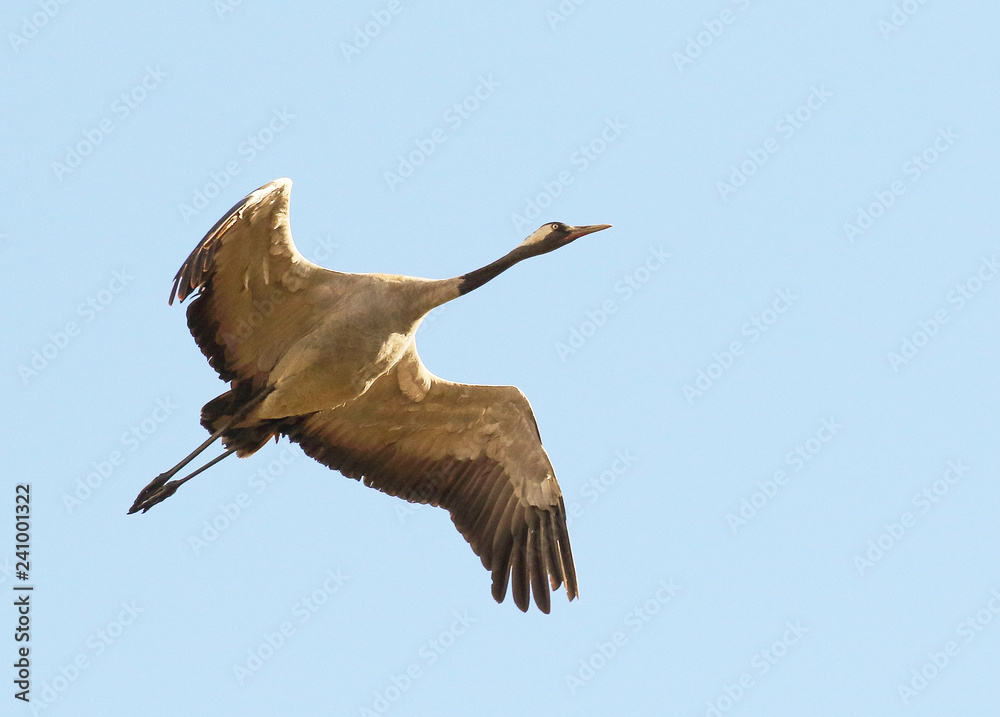 Obraz premium Crane