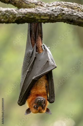 Large Malayan flying fox, Pteropus vampyrus, bat hanging from a branch. photo