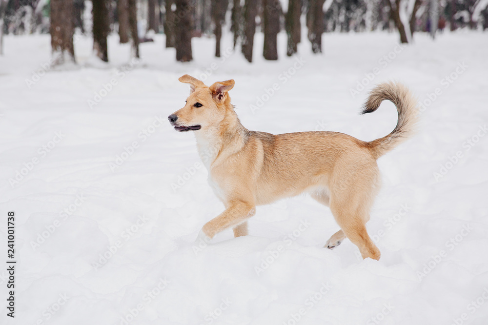 Playful light brown dog on the snow in a forest Playful light brown dog on the snow in a forest