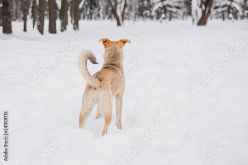 Playful light brown dog on the snow in a forest