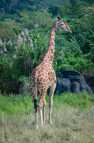 Canvas Print giraffe in zoo