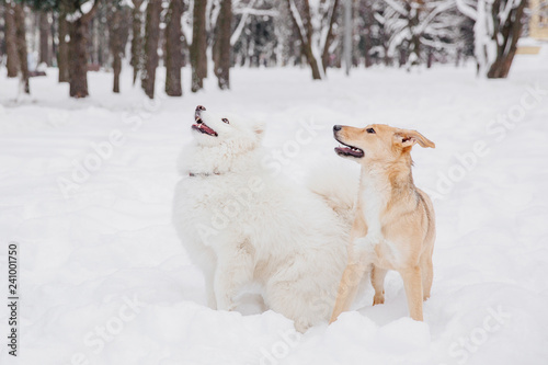 Two funny dogs sitting on the snow in a forest