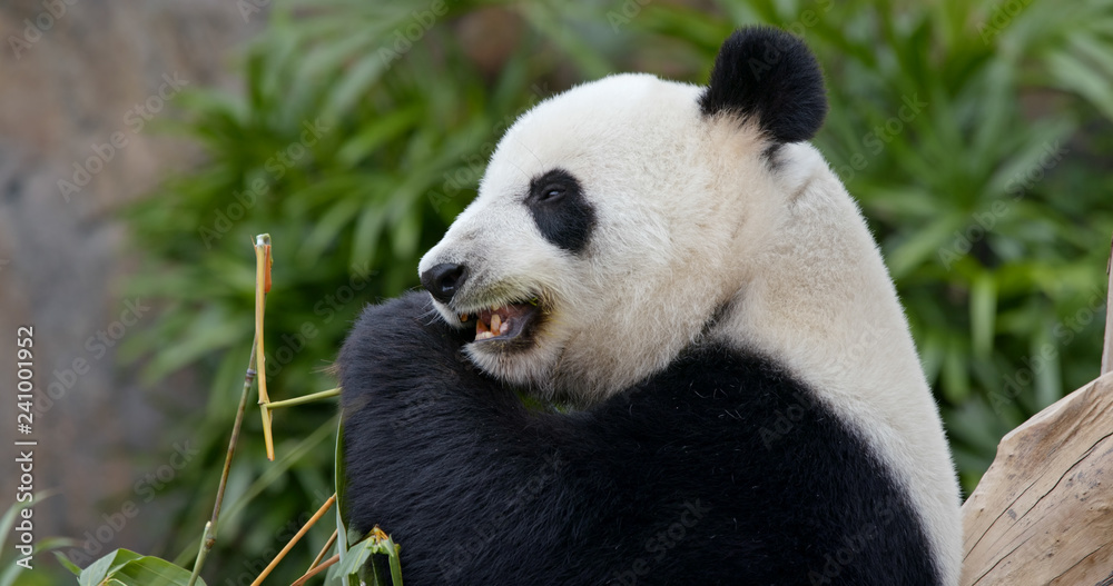 Panda eat bamboo Panda eat bamboo