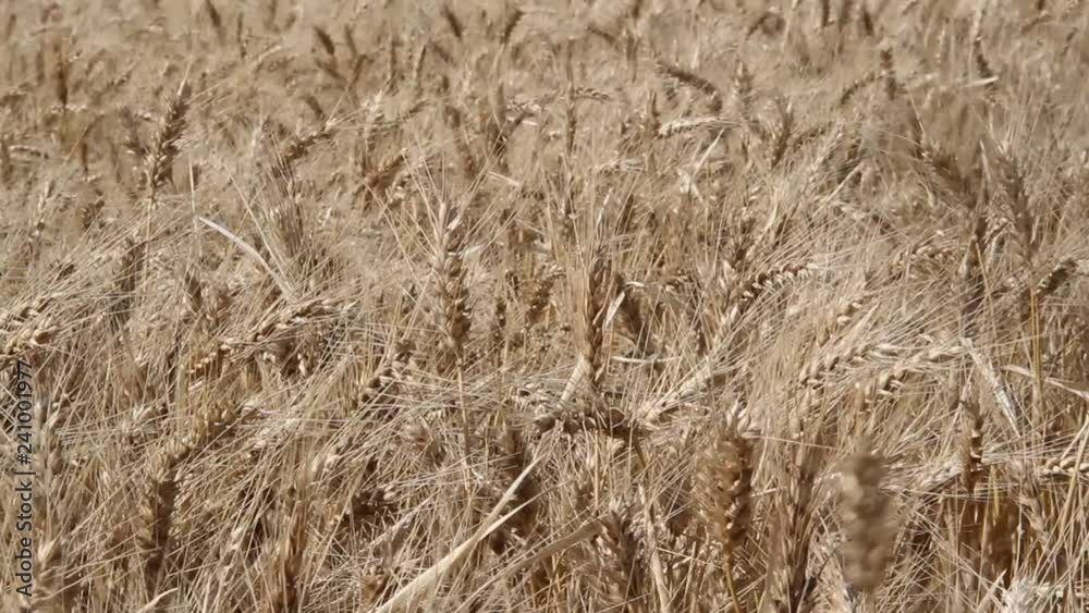 wheat plantation in the Argentine countryside wheat plantation in the Argentine countryside