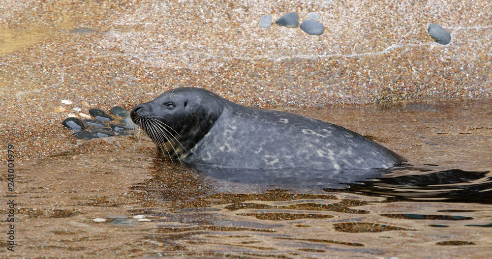 Naklejka premium Earless seal in the zoo park