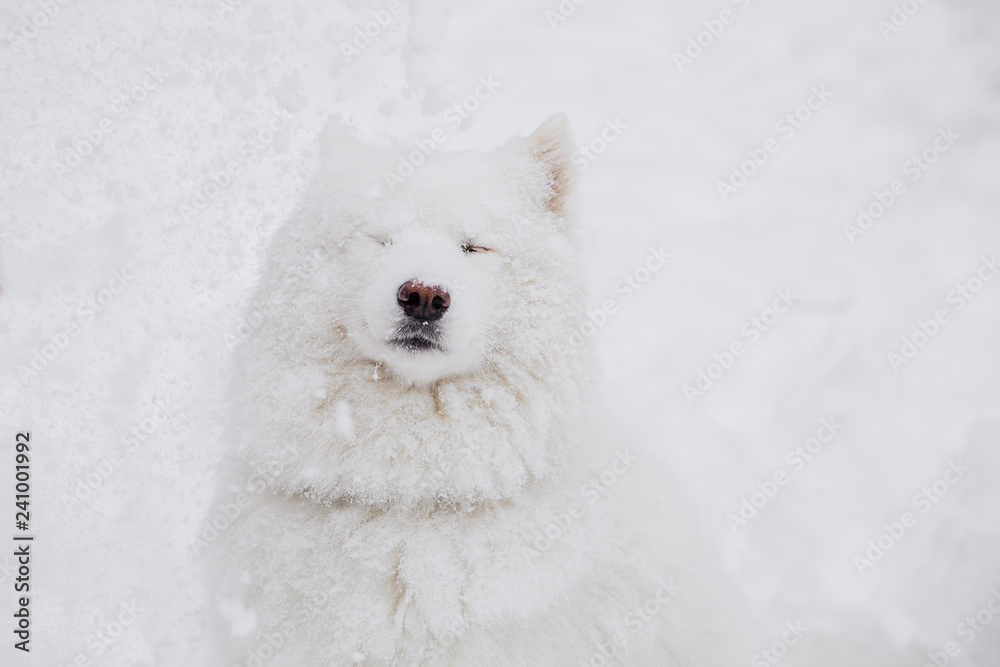 White pedigree dog on the snow in a forest. Funny animals White pedigree dog on the snow in a forest. Funny animals