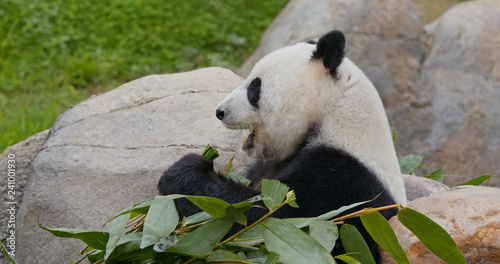 Panda eat bamboo photo