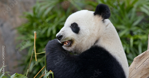 Panda eat bamboo © leungchopan