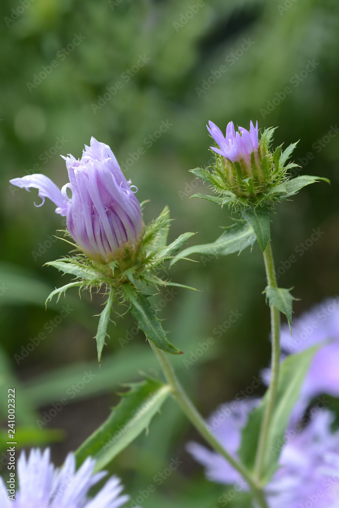 Fototapeta premium Stokes aster