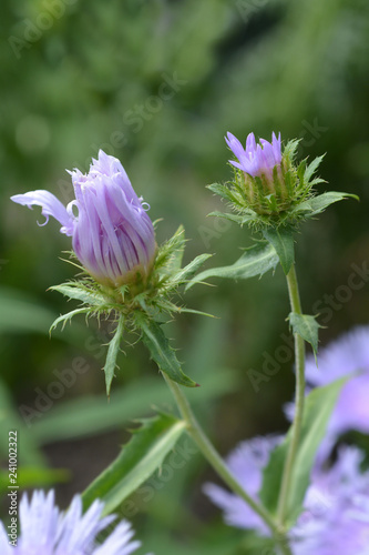 Stokes aster