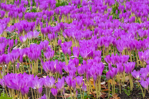 A large group of beautiful purple and white crocus flowers with yellow stamens on a flower bed in a garden in autumn