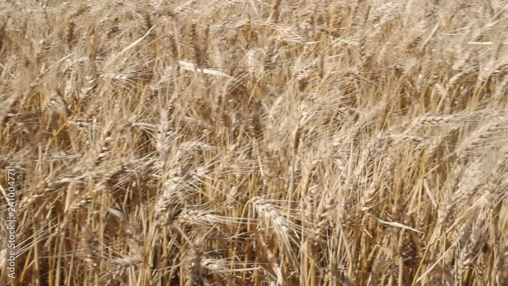wheat plantation in the Argentine countryside wheat plantation in the Argentine countryside
