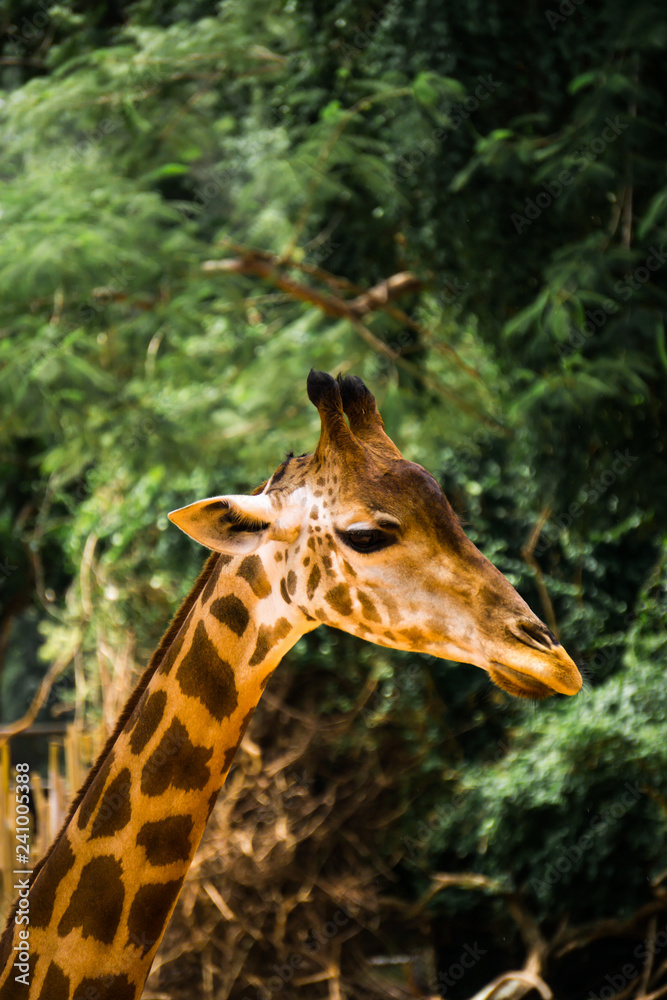Obraz premium Close-up of a giraffe in front of some green trees.