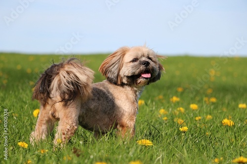 beautiful lhasa apso is standing in the garden with dandelions photo