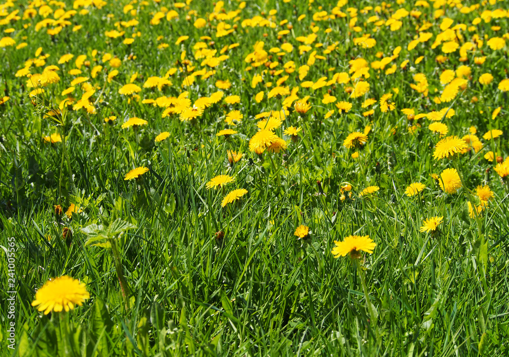 Meadow Of Dandelions On A Sunny Day