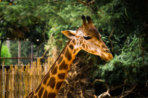 Close-up of a giraffe in front of some green trees.
