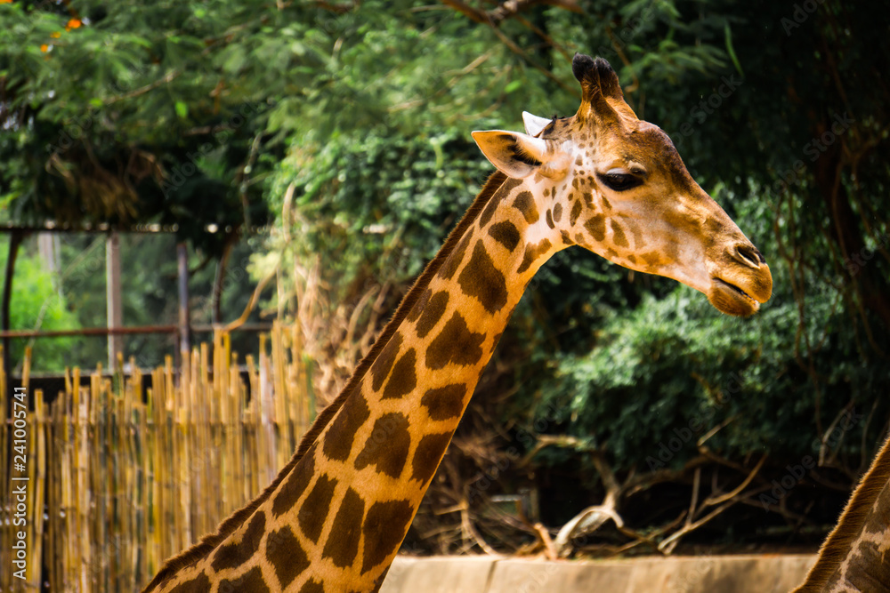 Close-up of a giraffe in front of some green trees. Close-up of a giraffe in front of some green trees.