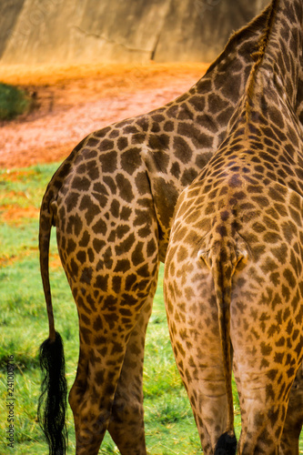 Ass Giraffe.