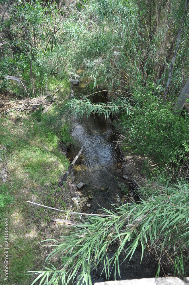 The beautiful river in the forest in Cyprus The beautiful river in the forest in Cyprus