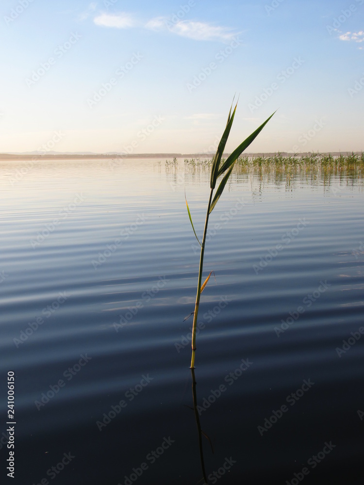 grass in water