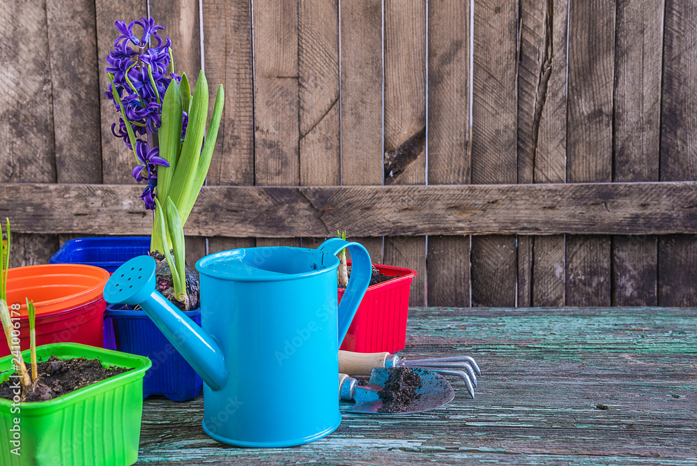 Spring gardening concept: gardening tools and flower