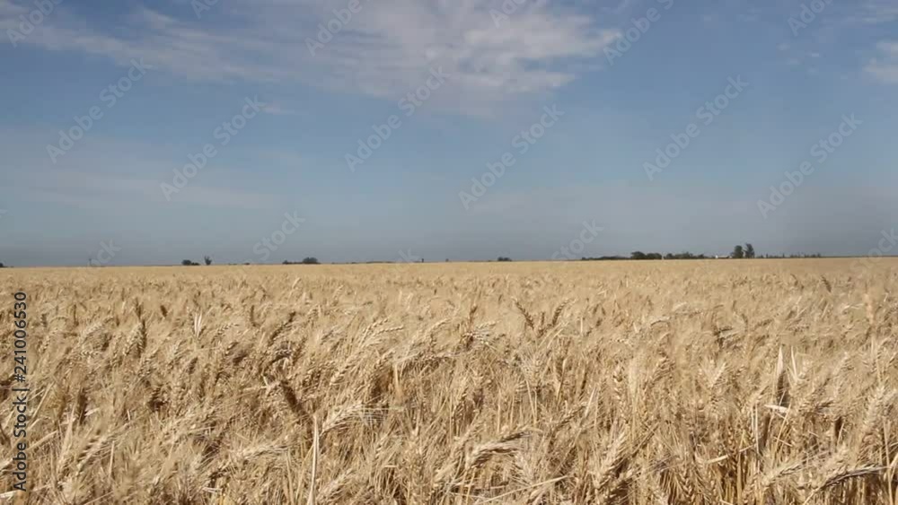 wheat plantation in the Argentine countryside wheat plantation in the Argentine countryside