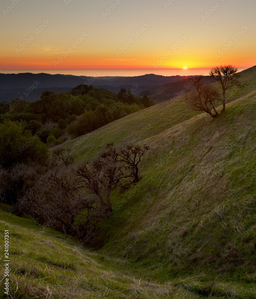 California Buckeye Trees in Santa Cruz Mountains, Pacific Ocean at Sunset in Background