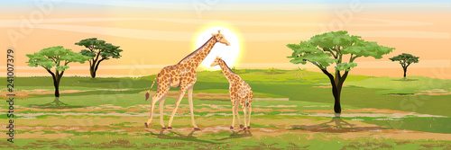 Adult giraffe mother and her little baby giraffe. African savannah. Realistic vector landscape. The nature of Africa. Reserves and national parks. 