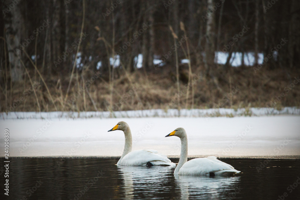 Fototapeta premium Couple of whooper swans