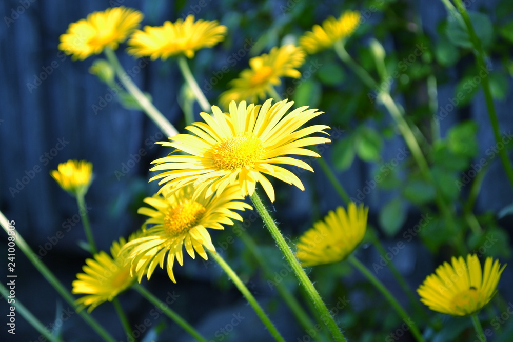 garden of daisies garden of daisies