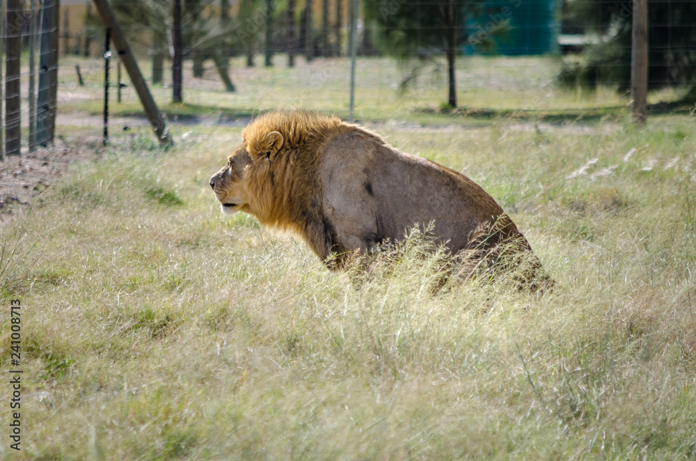 Naklejka premium lion staring