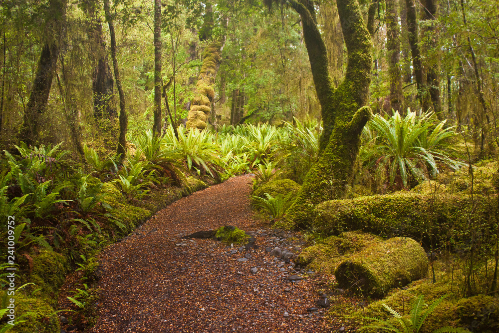Fototapeta premium Początek śladu Keplera w paprociowym lesie w Nowej Zelandii