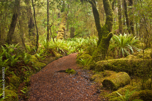 Beginning of Kepler track in fern forest in New Zealand