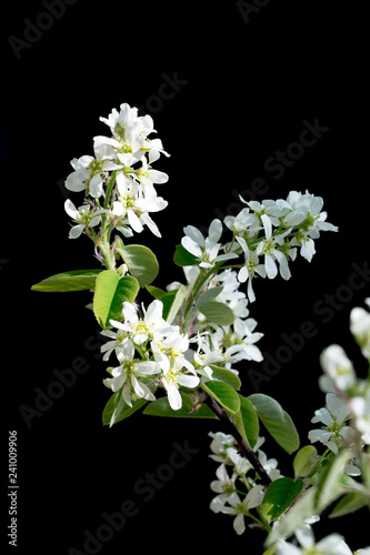 Closeup of blossoms of Serviceberry / snowy mespilus (Amelanchier ovalis) photo