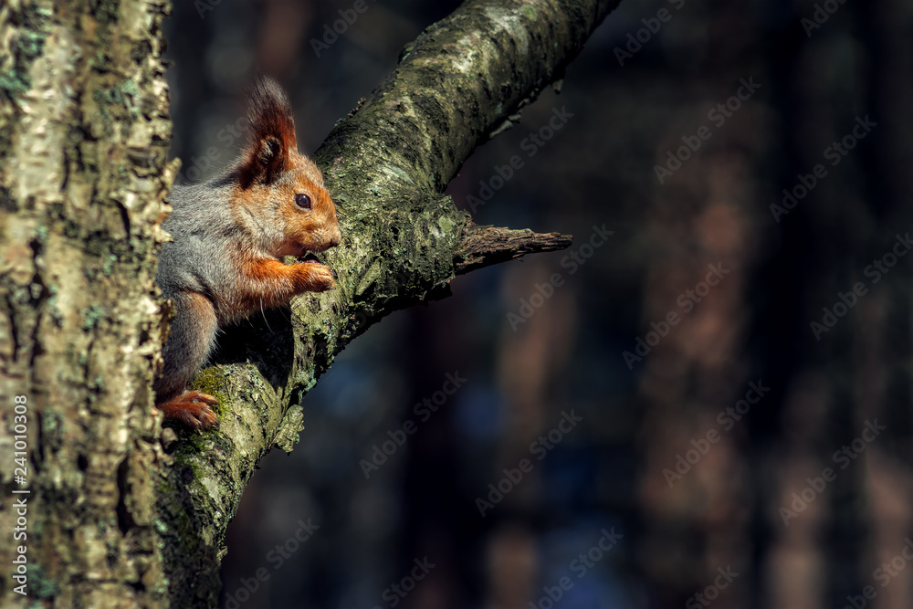 Fototapeta premium squirrel sitting on a tree branch and something bites 