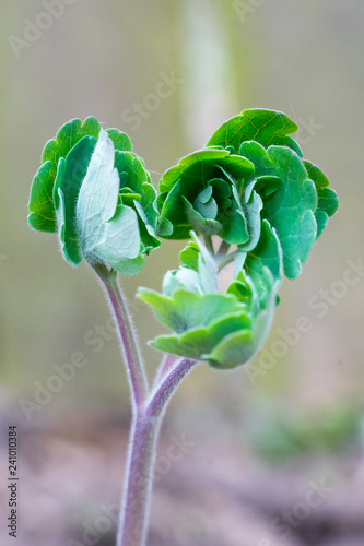 Closeup of young leaves of columbine flower (Aquilegia vulgaris) photo