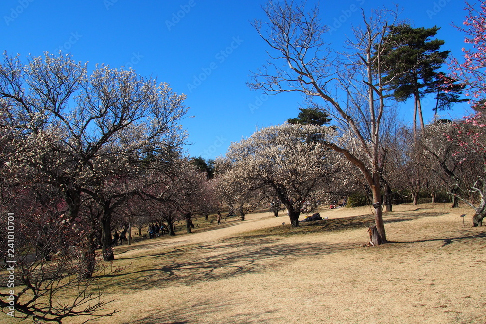 梅園 梅園